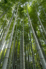 Carregar imagem para Galeria, 3 pares Bambú Nature