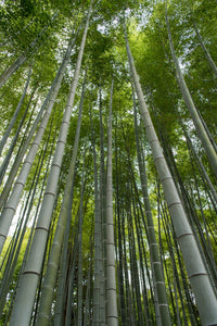 3 pares Bambú Nature